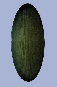 corsetmirr300